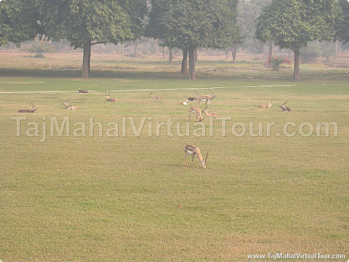 Dears in garden around the Akbar Tomb