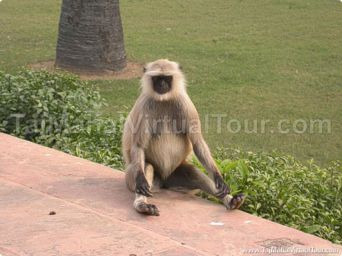 Langoors to welcome you in between Southern Gate and Akbar Tomb