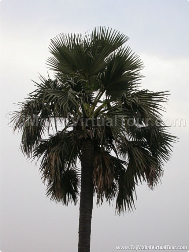 Beautiful tree in garden around the Akbar Tomb