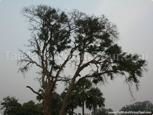 Beautiful tree in garden around the Akbar Tomb