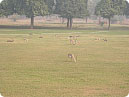 Dears in garden around the Akbar Tomb