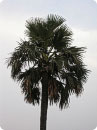 Beautiful tree in garden around the Akbar Tomb