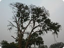Beautiful tree in garden around the Akbar Tomb